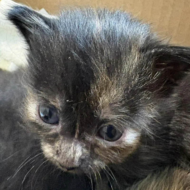 A baby small-sized female Black Domestic Medium Hair cat named Bee Bop for adoption in Winchester, VA