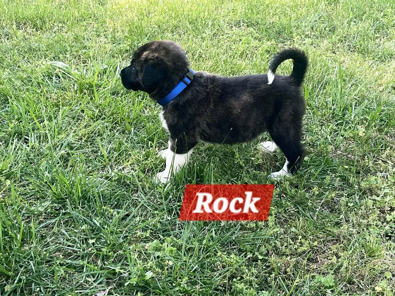 Rock Enchanted thumbnail 2