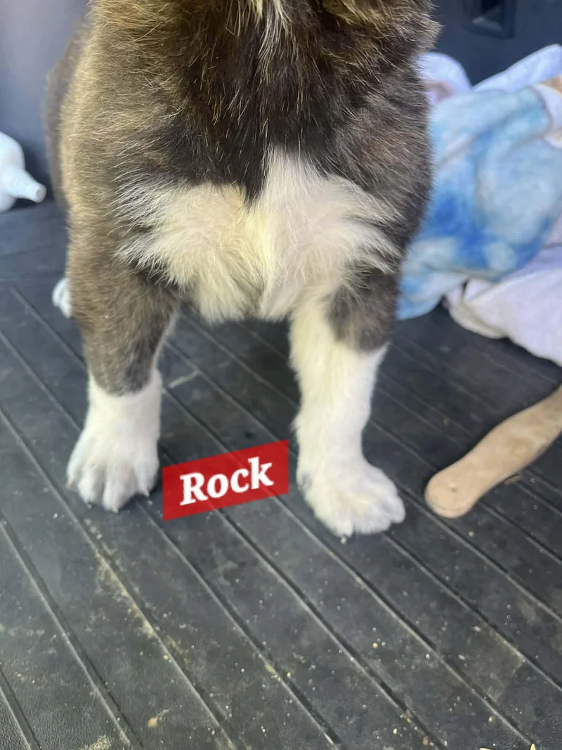 Rock Enchanted thumbnail 3