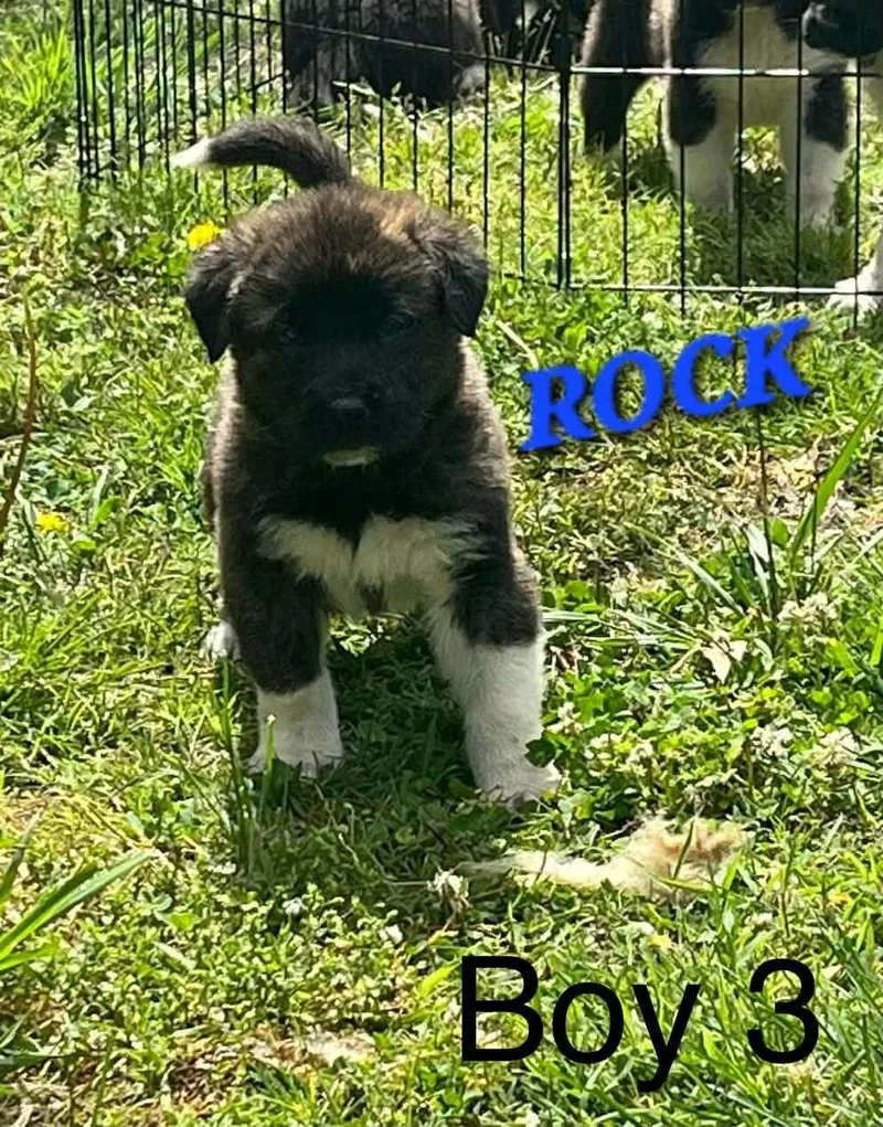 Rock Enchanted thumbnail 4