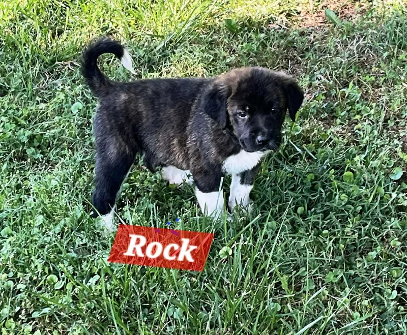 Rock Enchanted thumbnail 5