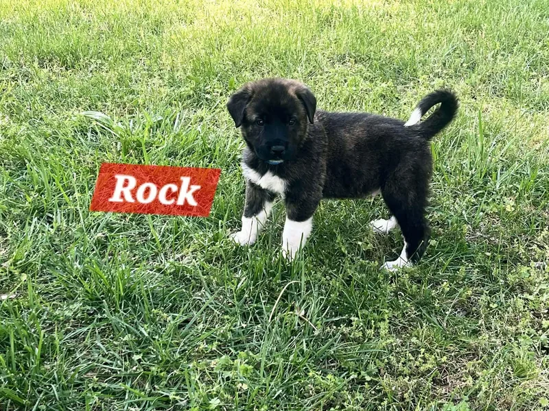 Rock Enchanted thumbnail 6