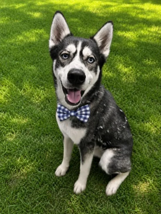 An adult large-sized male Siberian Husky dog named Ranger for adoption in Clinton Township, MI