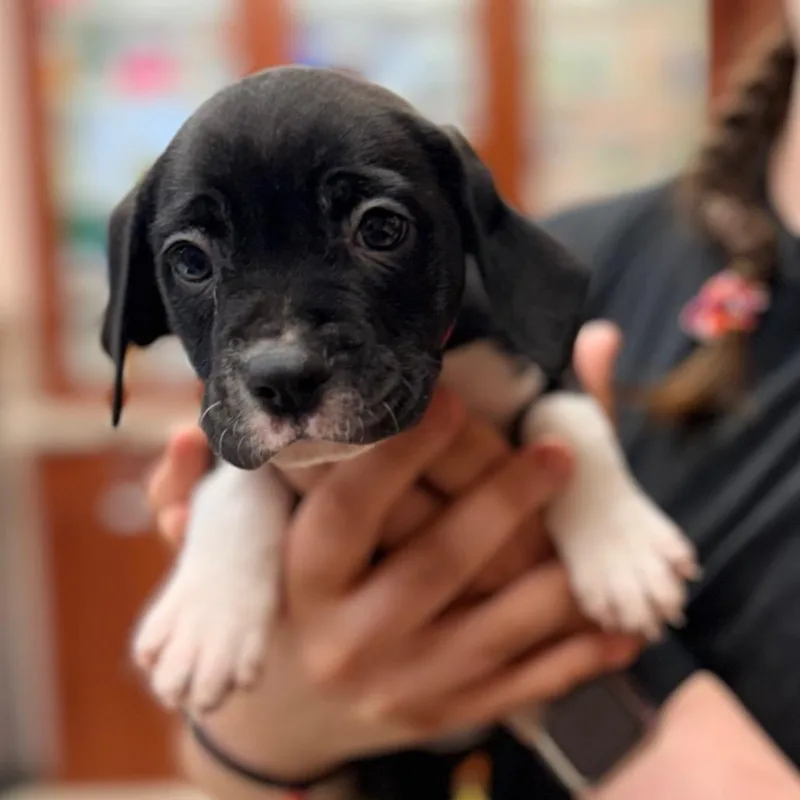 A baby small-sized female Black Beagle dog named Claire for adoption in Columbus, GA