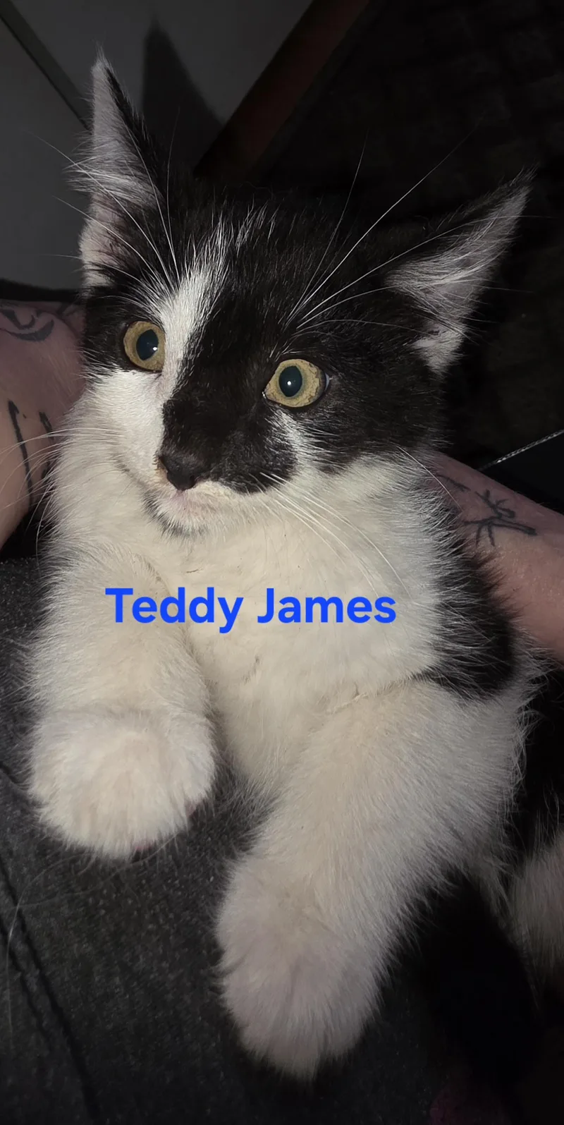 A baby medium-sized male Black & White / Tuxedo Domestic Medium Hair cat named Teddy James for adoption in Jamesville, NY
