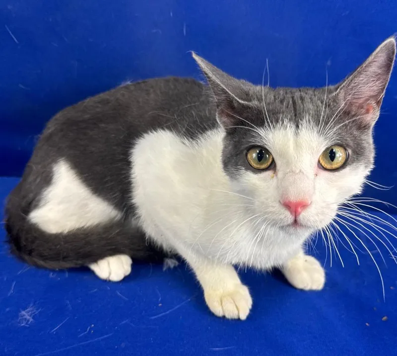 A young medium-sized male Domestic Short Hair cat named Marco for adoption in Ruston, LA