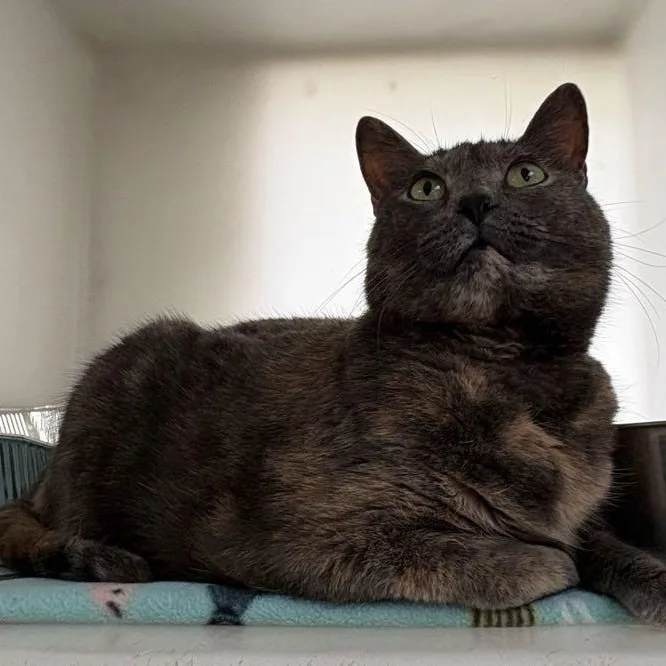 An adult medium-sized female Dilute Tortoiseshell Domestic Short Hair cat named Shelby for adoption in Waterloo, IA