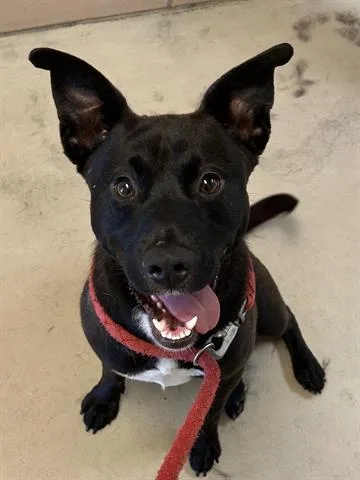 A young large-sized male German Shepherd Dog dog named Bo for adoption in Dayton, OH