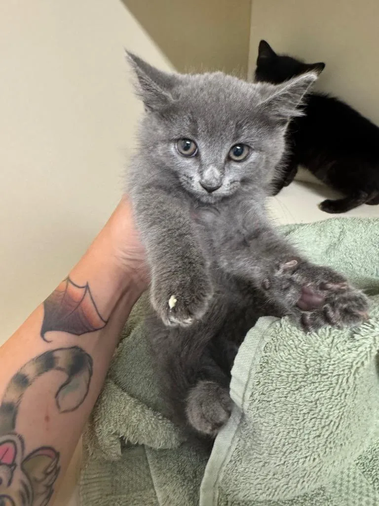 A baby medium-sized female Domestic Short Hair cat named Saturn for adoption in Bloomington, IN