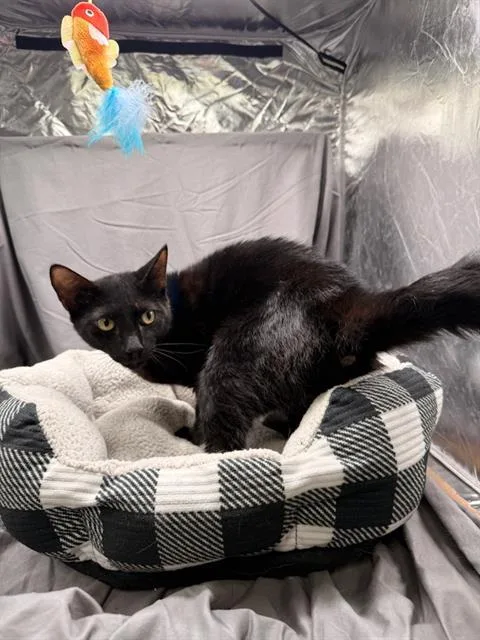 A young medium-sized male Domestic Short Hair cat named Grant for adoption in Appling, GA