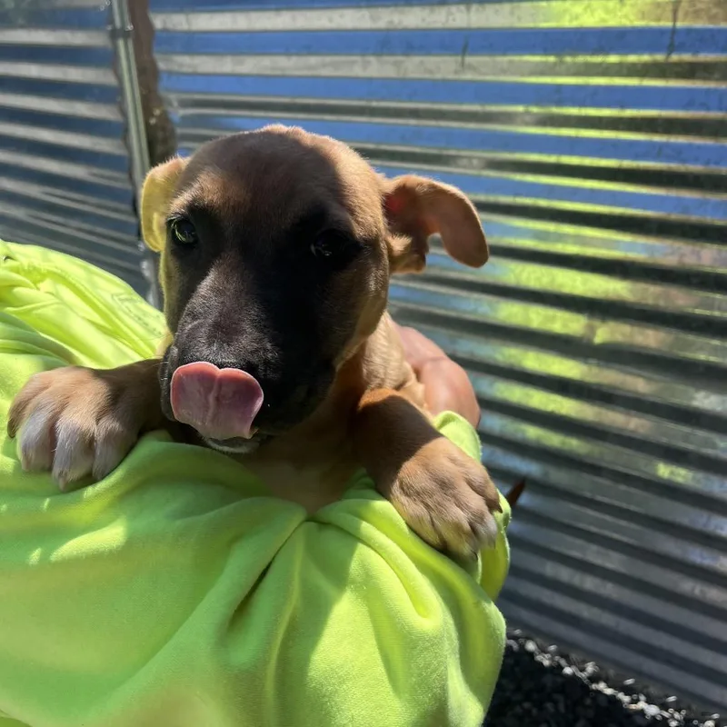 A baby medium-sized female Brown / Chocolate Pit Bull Terrier dog named Scarlett for adoption in Port Angeles, WA