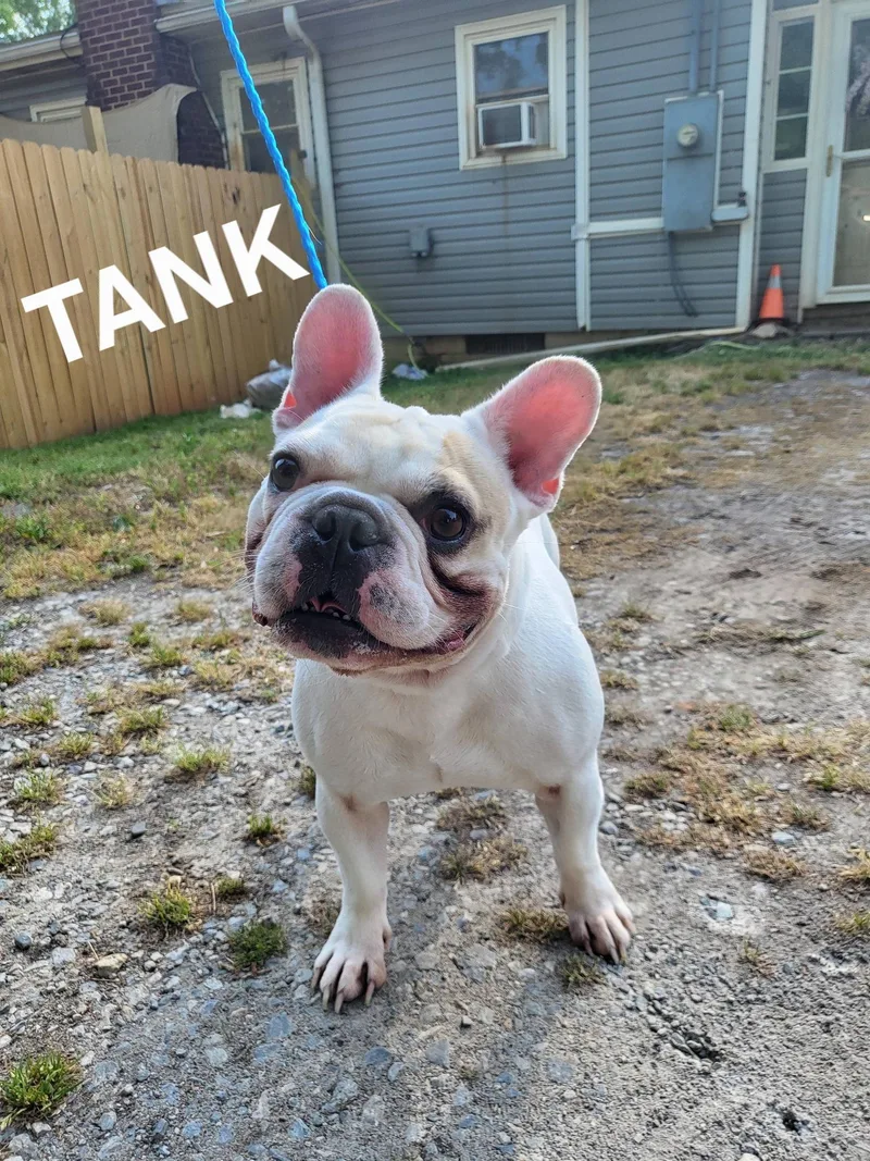 Tank thumbnail 2