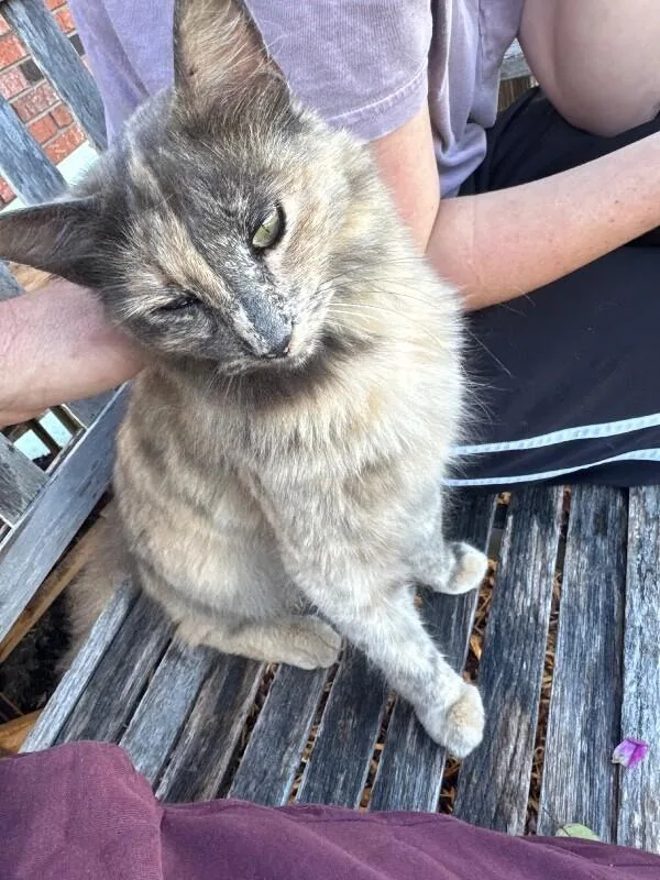 An adult medium-sized female Tortoiseshell Dilute Tortoiseshell cat named Flower for adoption in Thomasville, AL
