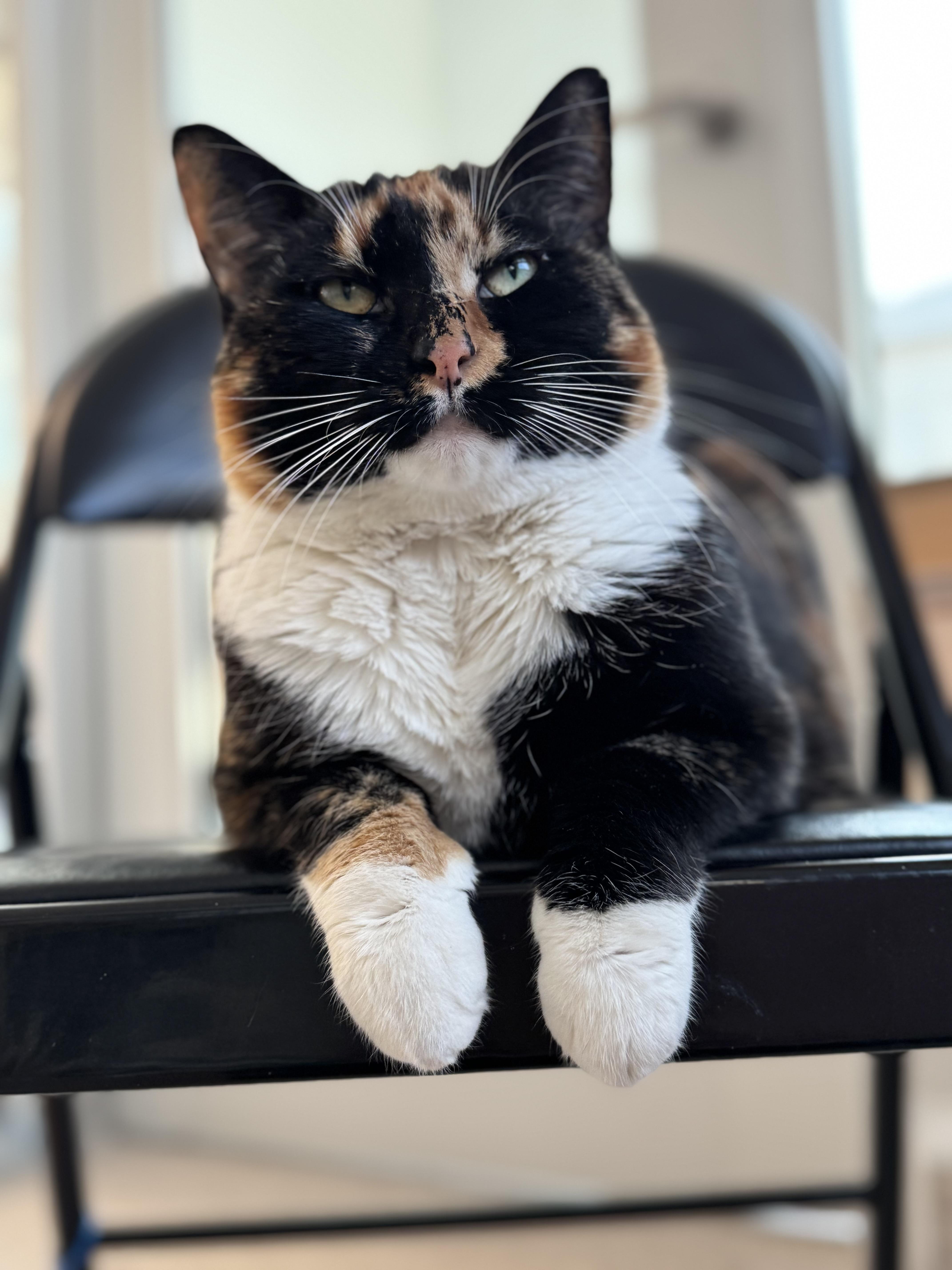 An adult medium-sized female Calico Domestic Short Hair cat named Snickerdoodle for adoption in Quincy, MA