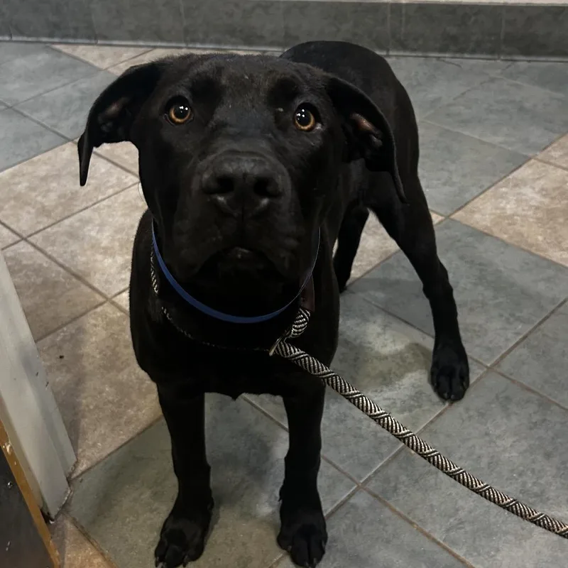 A young medium-sized male Black Mixed Breed dog named Joji for adoption in Chattanooga, TN