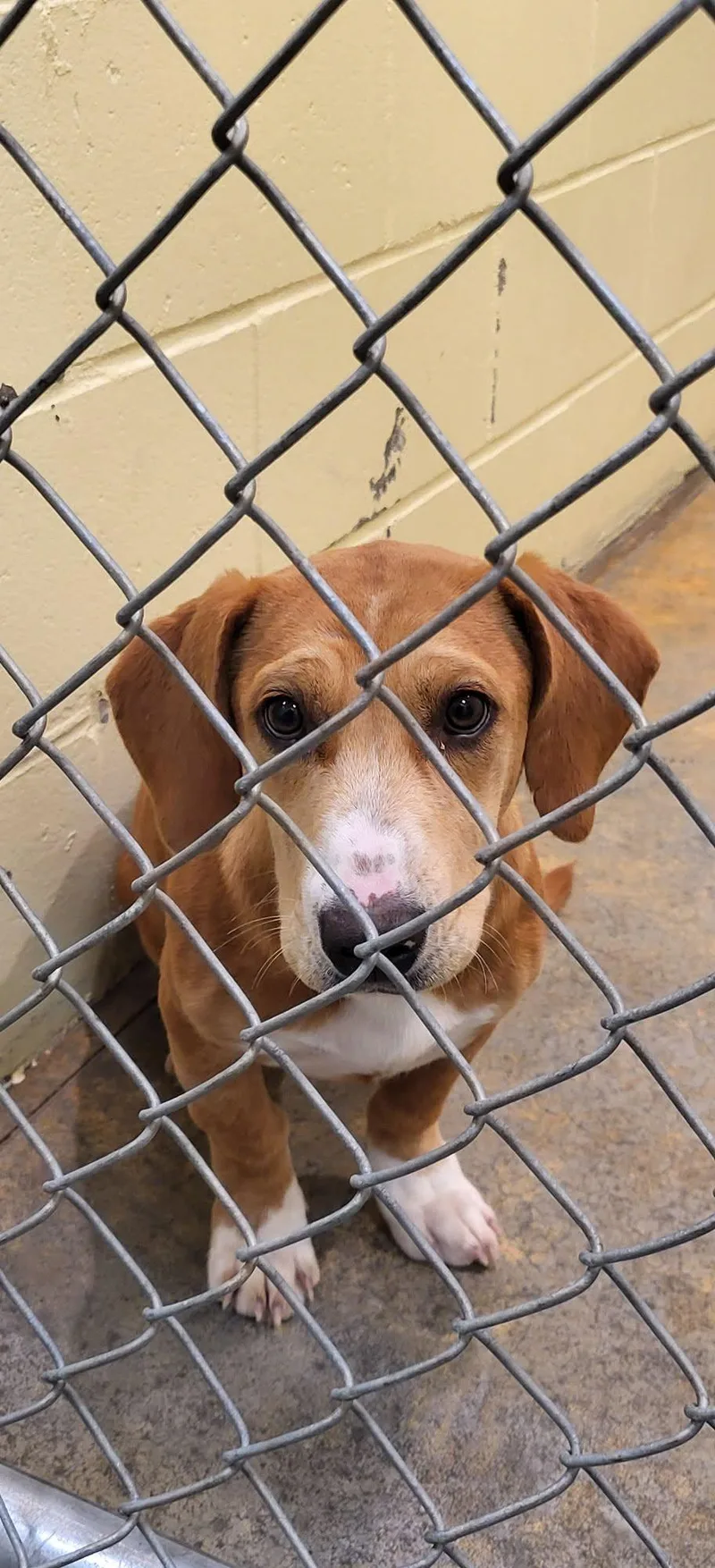A baby medium-sized female Red / Chestnut / Orange Basset Hound dog named Daisy Mae for adoption in Marion, MS