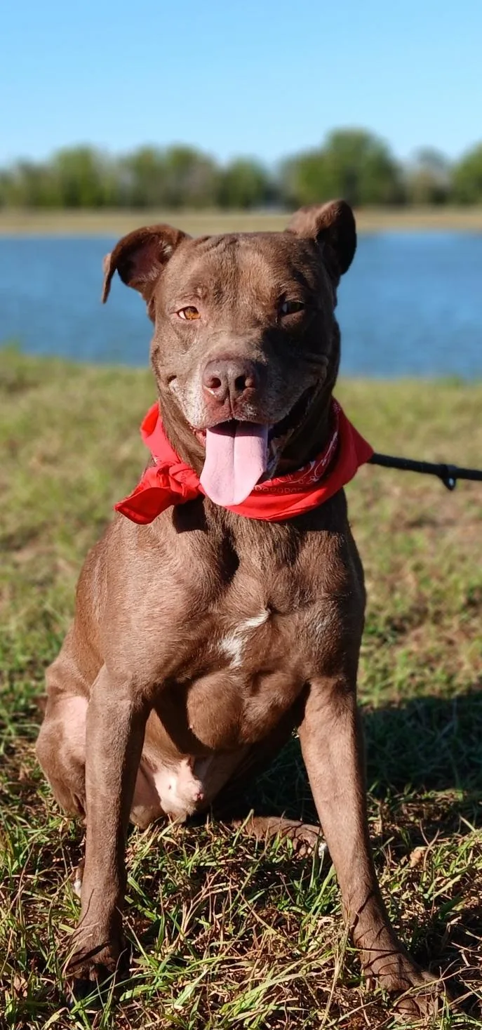 A young large-sized male Chocolate Labrador Retriever dog named Brownie  Loves to for adoption in Houston, TX