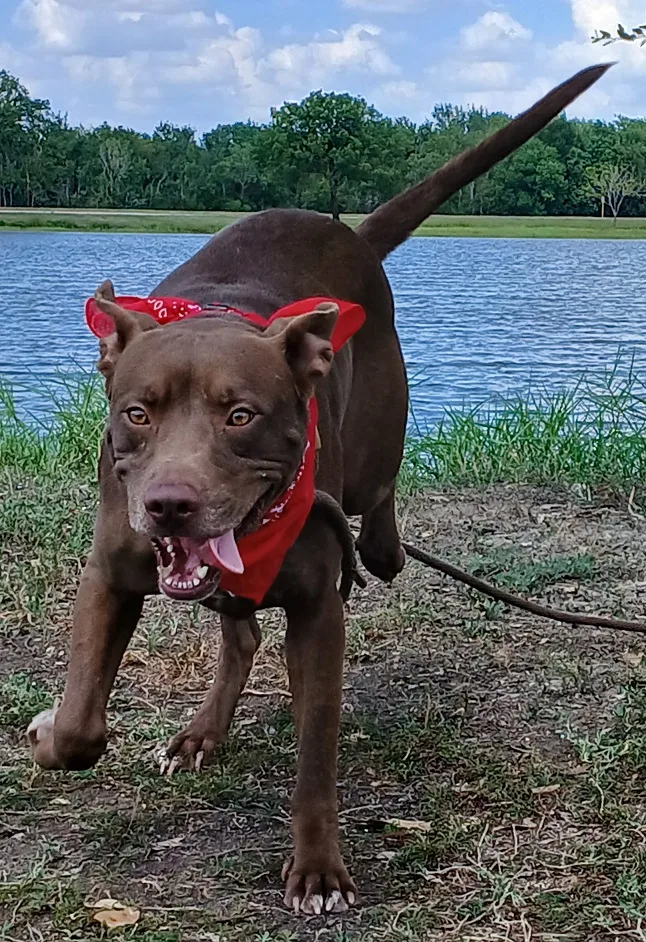 Brownie  Loves to thumbnail 6