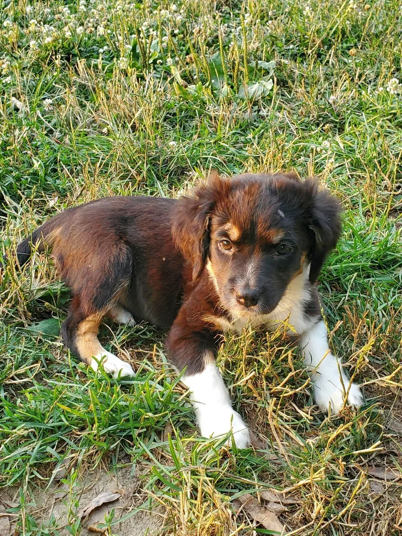 A baby medium-sized female Black Mixed Breed dog named Cherio Roxa for adoption in Dayton, OH