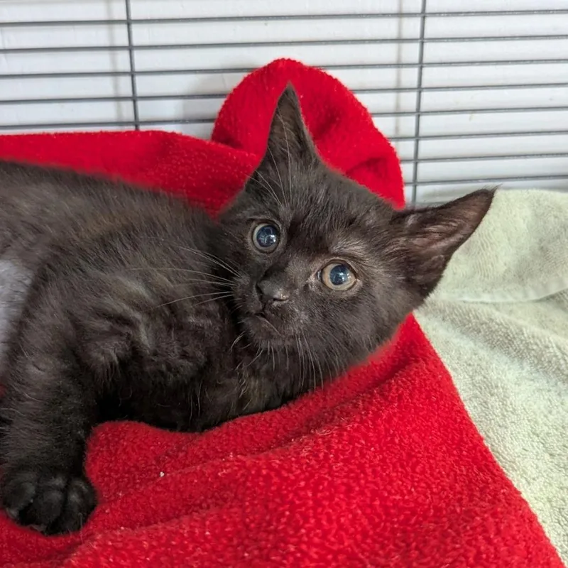 A baby medium-sized female Black Domestic Short Hair cat named Gina for adoption in Ocala, FL
