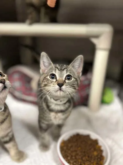 A baby small-sized female Domestic Short Hair cat named Brioche for adoption in Munster, IN