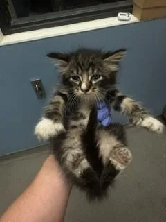 A baby small-sized male Domestic Short Hair cat named Elmo for adoption in Miami, FL