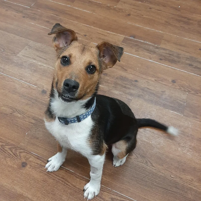An adult small-sized male Tricolor (Brown, Black, & White) Beagle dog named Pot Pie for adoption in Lake Odessa, MI