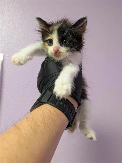 A baby small-sized female Domestic Short Hair cat named 61770804 for adoption in El Paso, TX