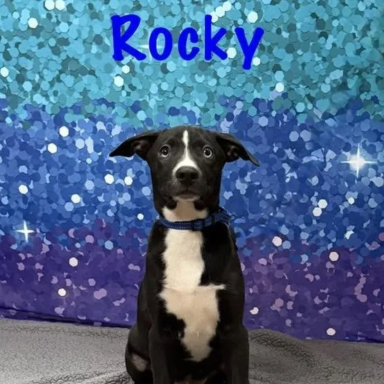 A baby medium-sized male Gray / Blue / Silver Dachshund dog named Rocky for adoption in Albany, NY