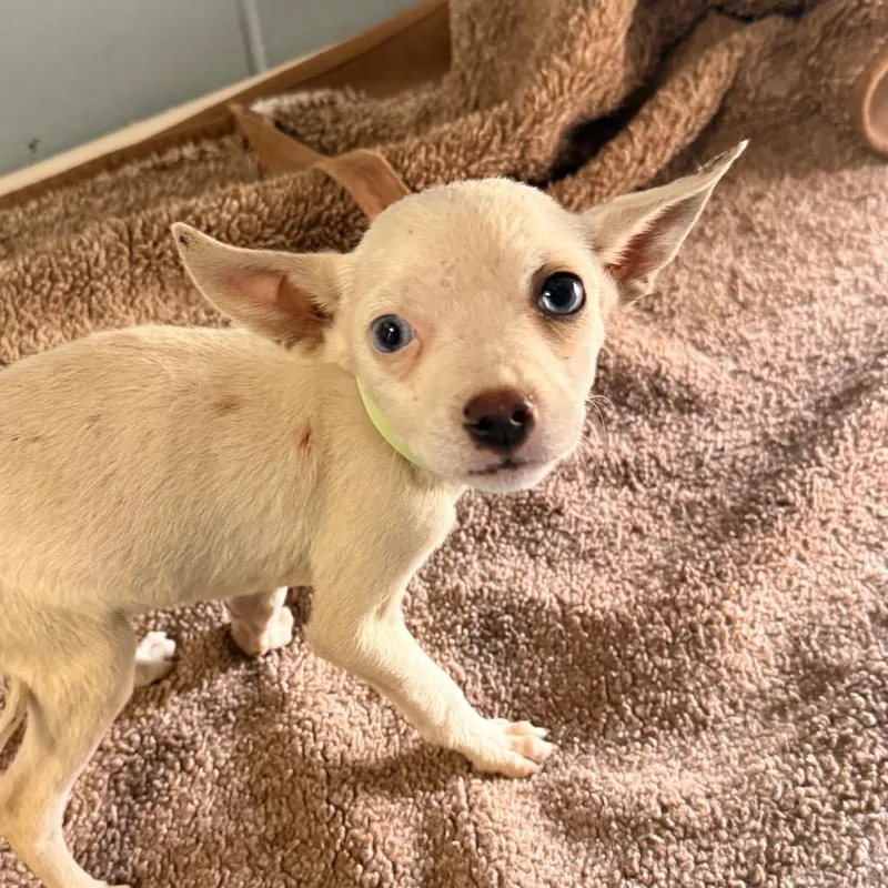 A baby small-sized female White / Cream Chihuahua dog named Elvira for adoption in Santa Barbara, CA
