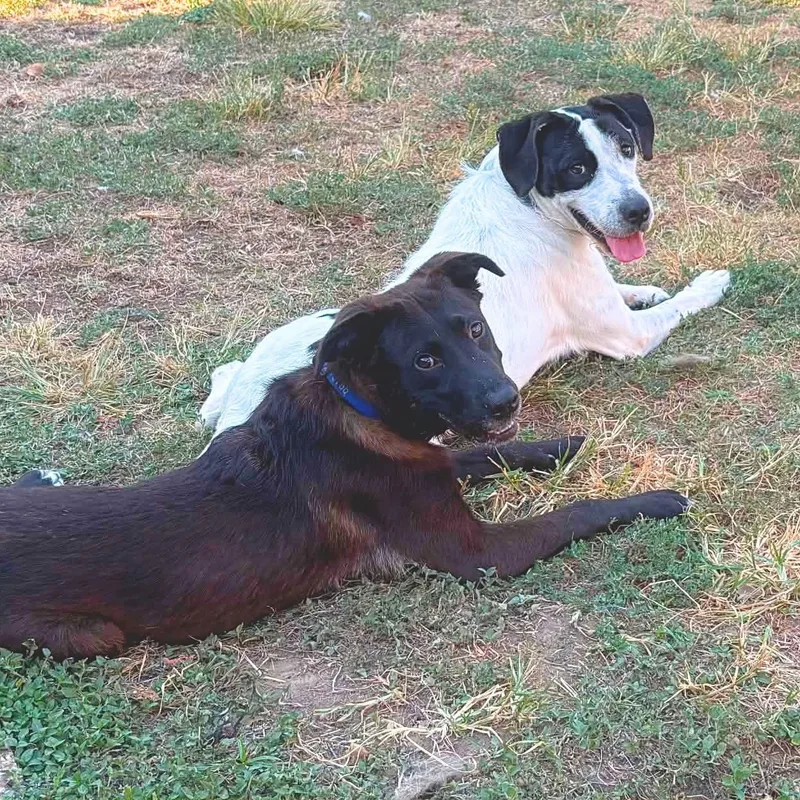 A young medium-sized male Black Border Collie dog named Moonpie for adoption in Chatham, NJ