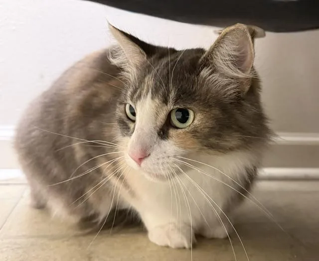 An adult medium-sized female Dilute Calico cat named Cookie for adoption in Camarillo, CA