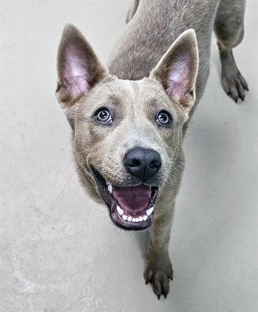 A young medium-sized female Yellow / Tan / Blond / Fawn Mixed Breed dog named Batavia for adoption in Nashville, TN