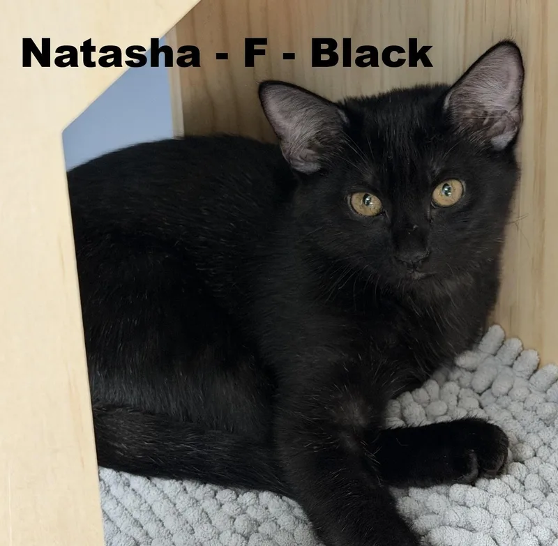 Natasha