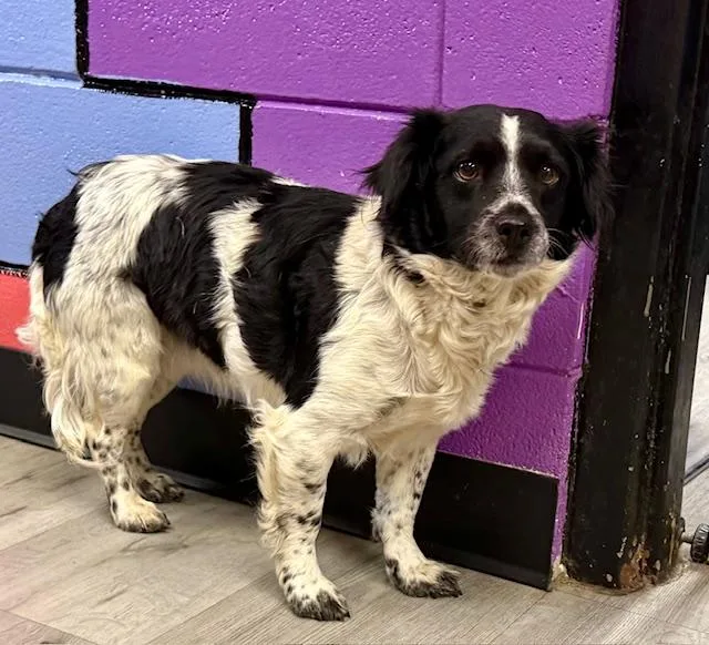 Oreo