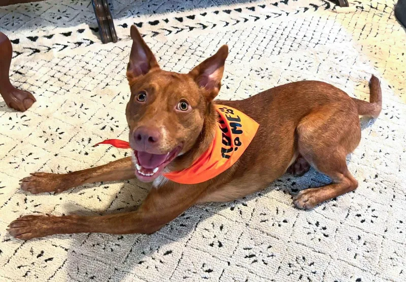 A baby medium-sized male Cattle Dog dog named Neville for adoption in Albany, NY