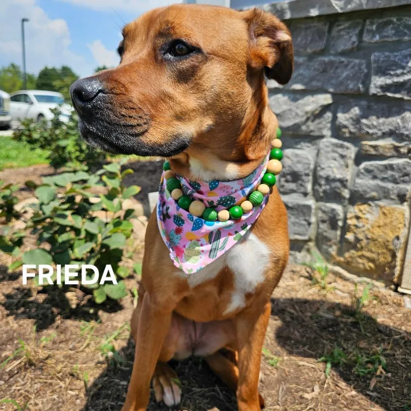 Frieda thumbnail 4