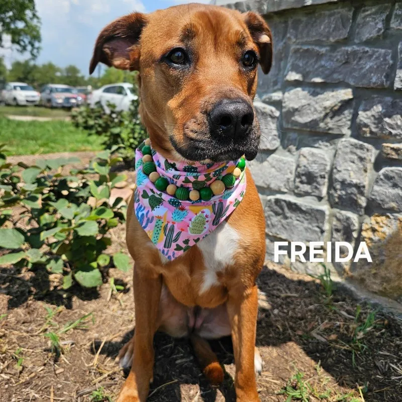 Frieda thumbnail 5