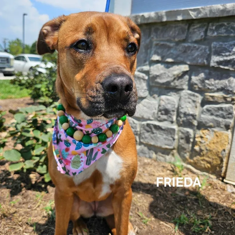 Frieda thumbnail 6