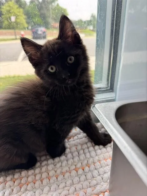 A baby medium-sized male Domestic Medium Hair cat named String Cheese for adoption in Leesburg, VA
