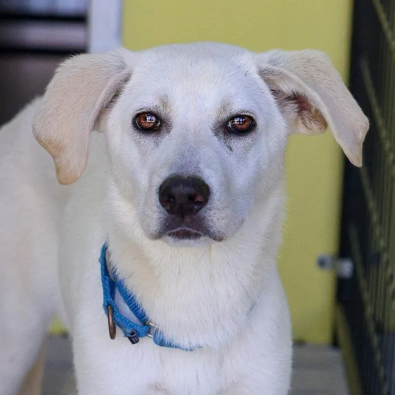 A young medium-sized female White / Cream Mixed Breed dog named Bahama Mama for adoption in Bradenton, FL