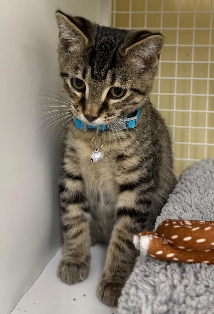 A baby small-sized male Domestic Short Hair cat named Leo for adoption in Fort Oglethorpe, GA