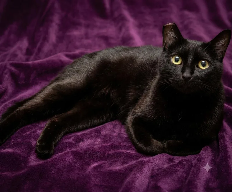 An adult medium-sized female Black Domestic Short Hair cat named Selena for adoption in Everett, WA