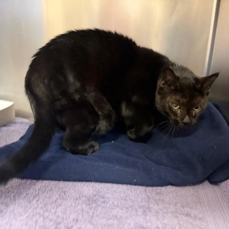 A senior large-sized female Black Balinese cat named Grayci for adoption in Perkiomenville, PA