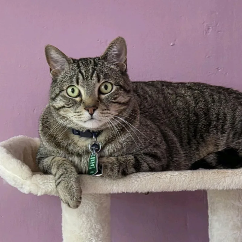 A senior large-sized male Black Domestic Short Hair cat named Sir Cat for adoption in Branson, MO