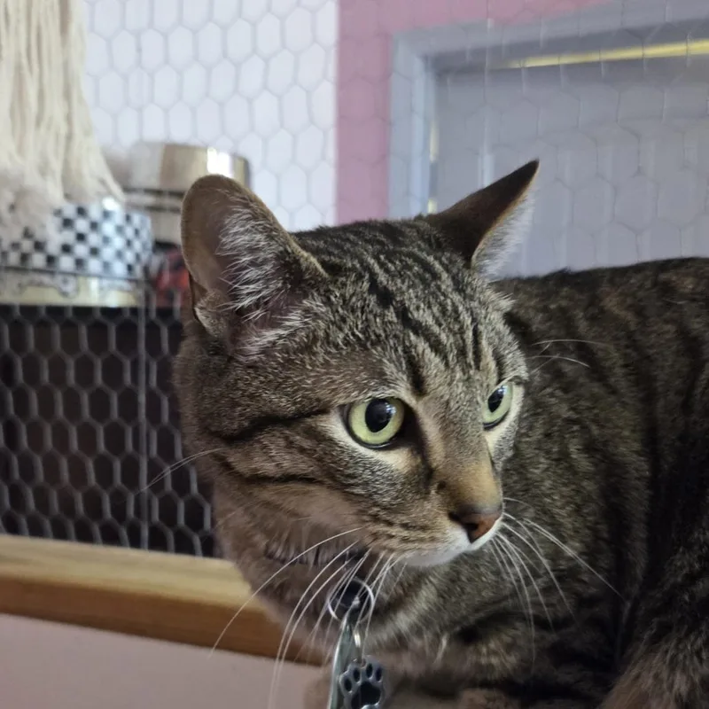 Sir Cat thumbnail 2