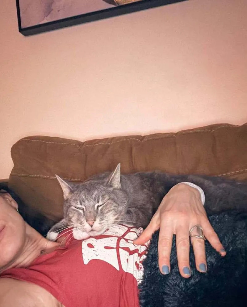 A senior large-sized male Gray & White Domestic Short Hair cat named Max for adoption in Chicago, IL