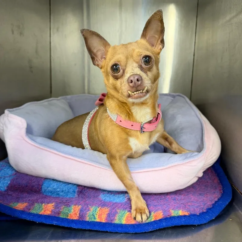 An adult small-sized female Chihuahua dog named Rose for adoption in Lauderhill, FL