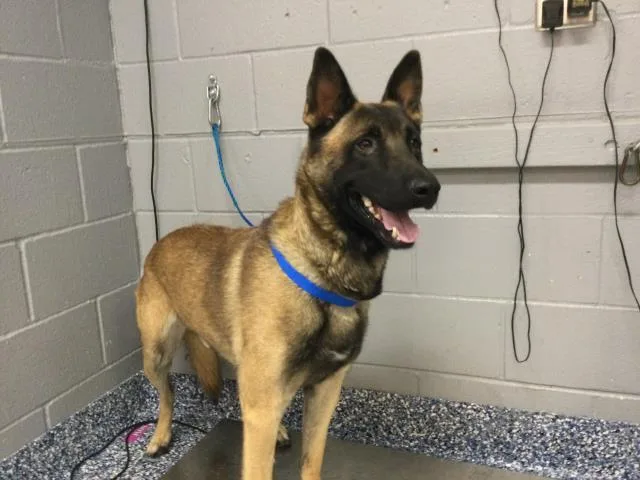 A young large-sized male Belgian Shepherd / Malinois dog named Clover for adoption in Thousand Palms, CA