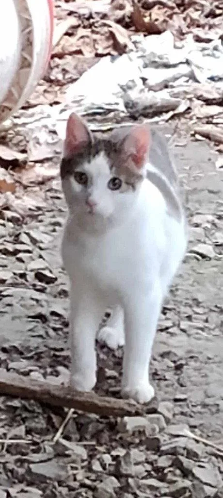 An adult medium-sized male Domestic Short Hair cat named Spuds for adoption in Cromwell, KY